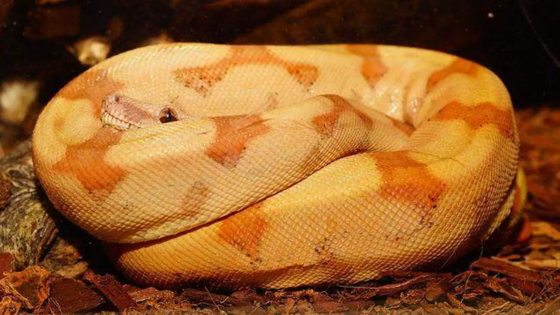 boa constrictor